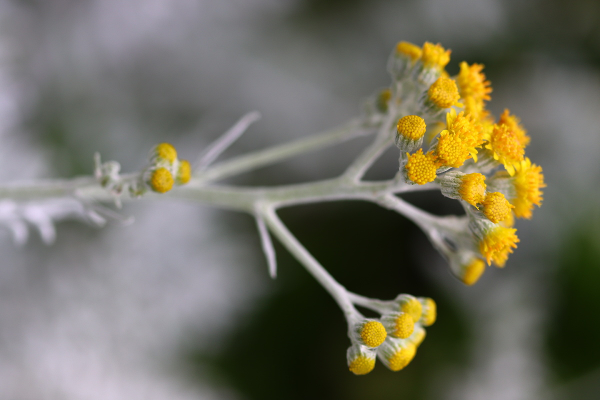 别致之美银叶菊 - 小皮洗脸盆儿 - 图虫