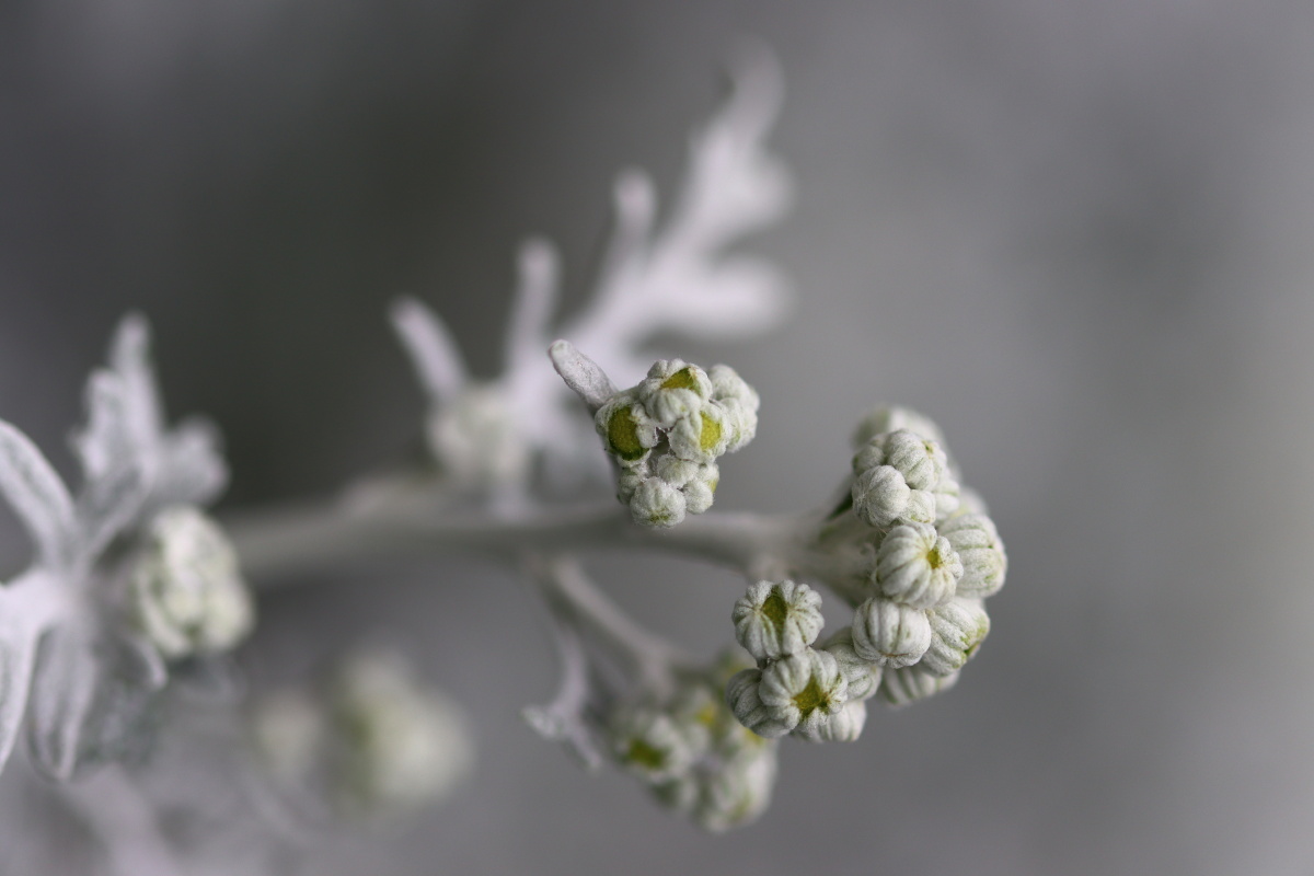 别致之美银叶菊 - 小皮洗脸盆儿 - 图虫