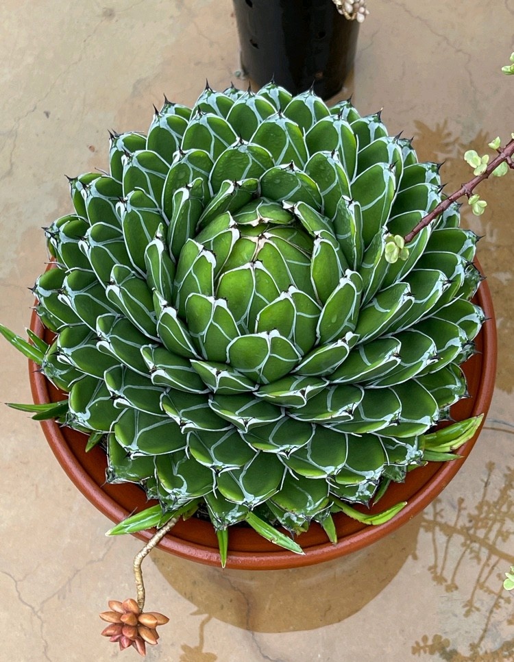 多肉-龙舌兰-笹之雪