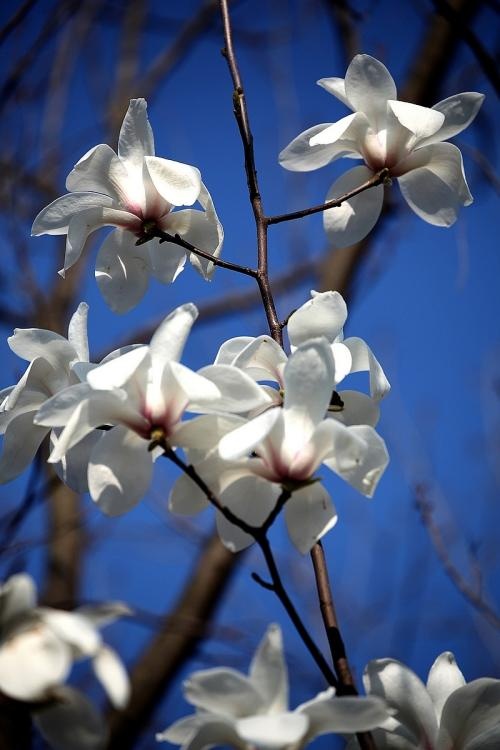 白色玉兰花真美