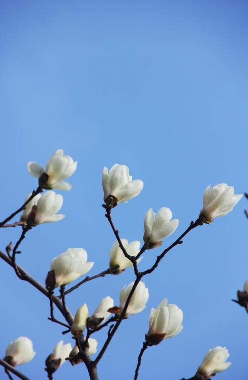 白色玉兰花真美