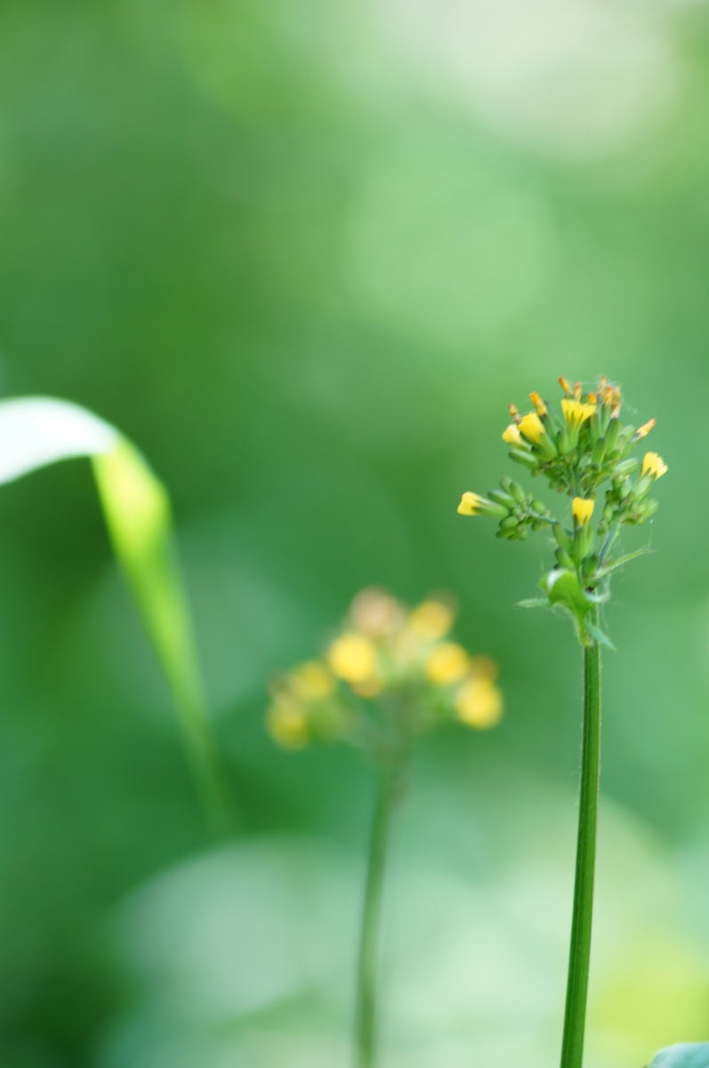 亭亭玉立的黄色小花置于养眼清新的绿色背景中