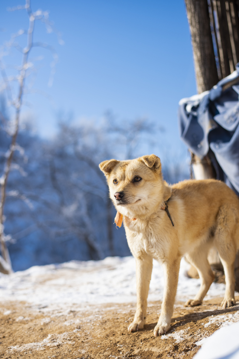 赏雪的土狗