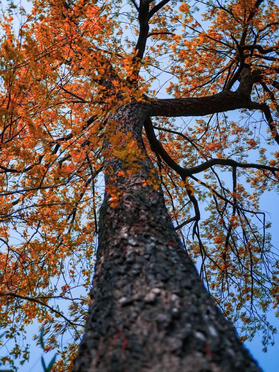 比我还大不知年数的橡栗树,童年玩耍的基地agg-s关注