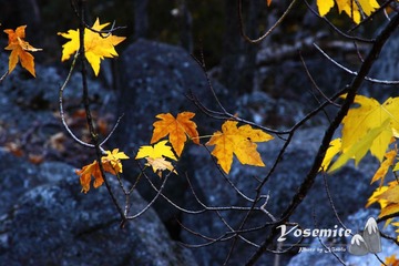 IMG_3386gg