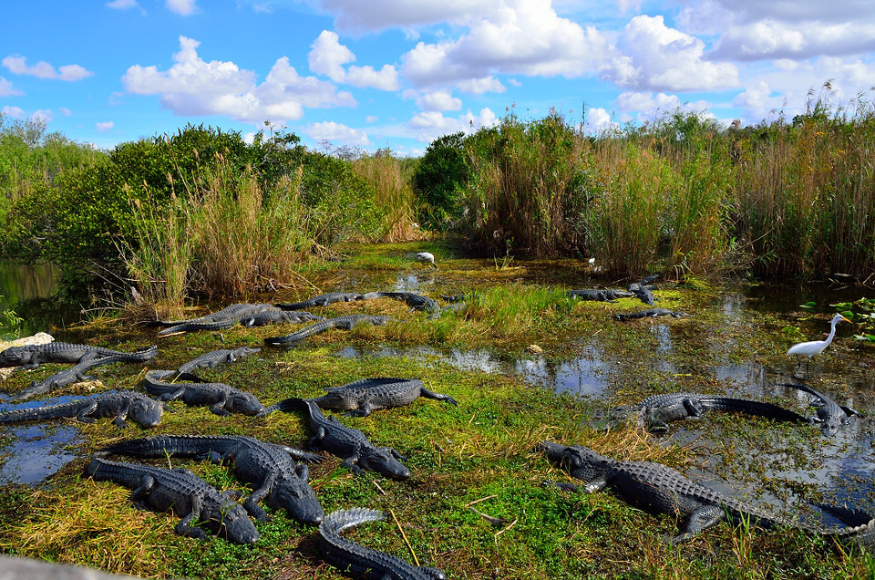 大沼泽地国家公园