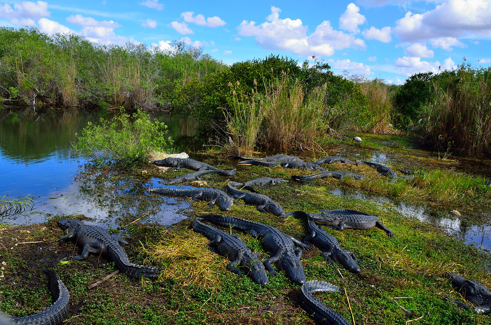 大沼泽地国家公园