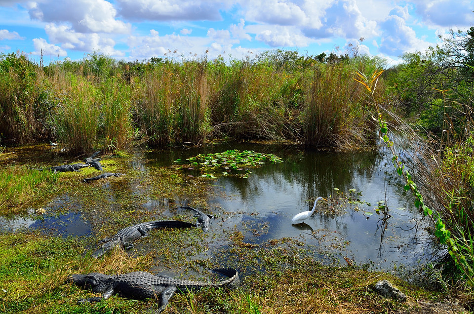 大沼泽地国家公园