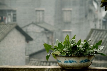 _MG_5087.jpg