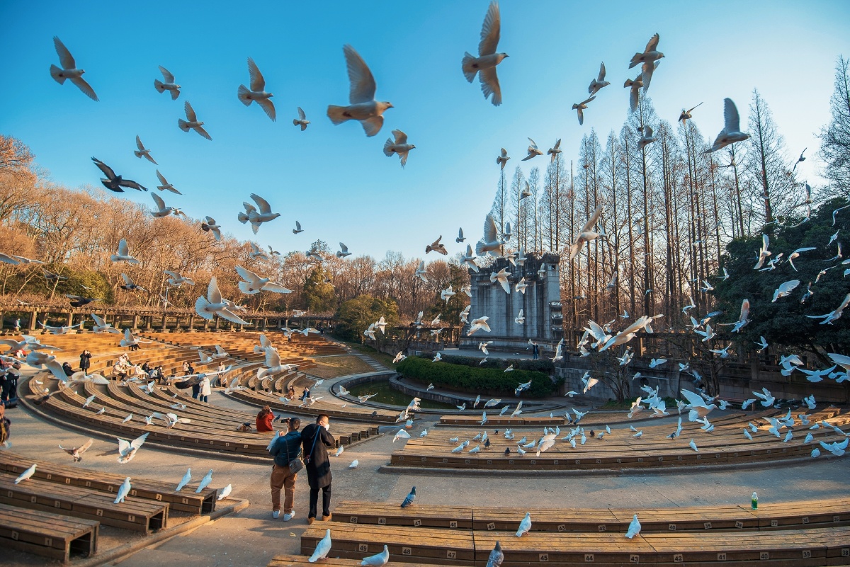 南京音乐台的和平鸽