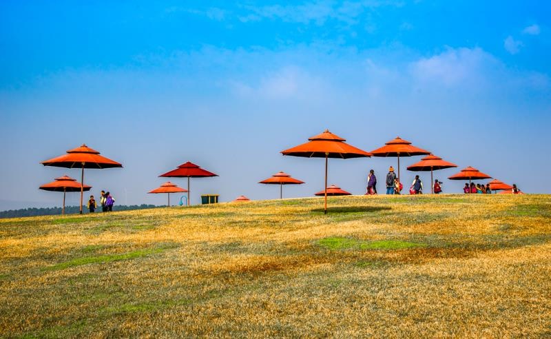 南京六合竹镇的枫彩漫城的秋色美