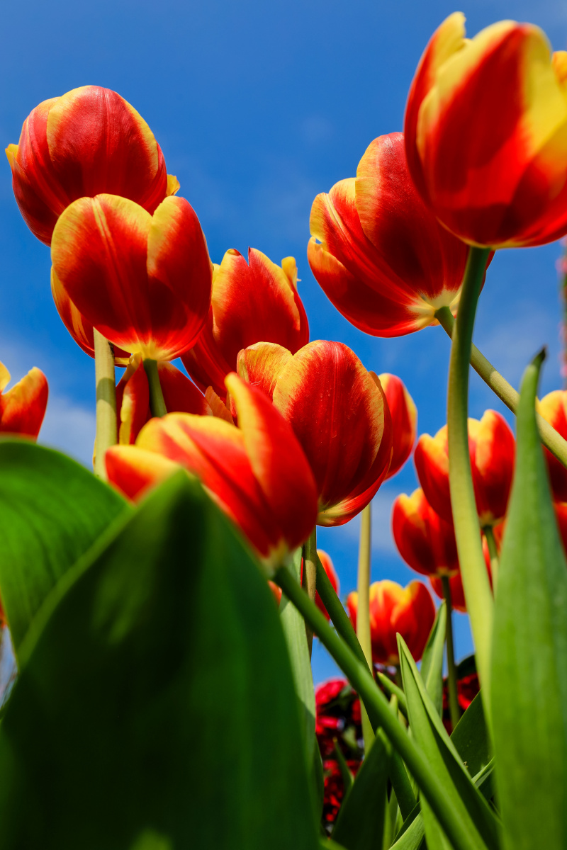 火红的郁金香 - 古川风 - 图虫
