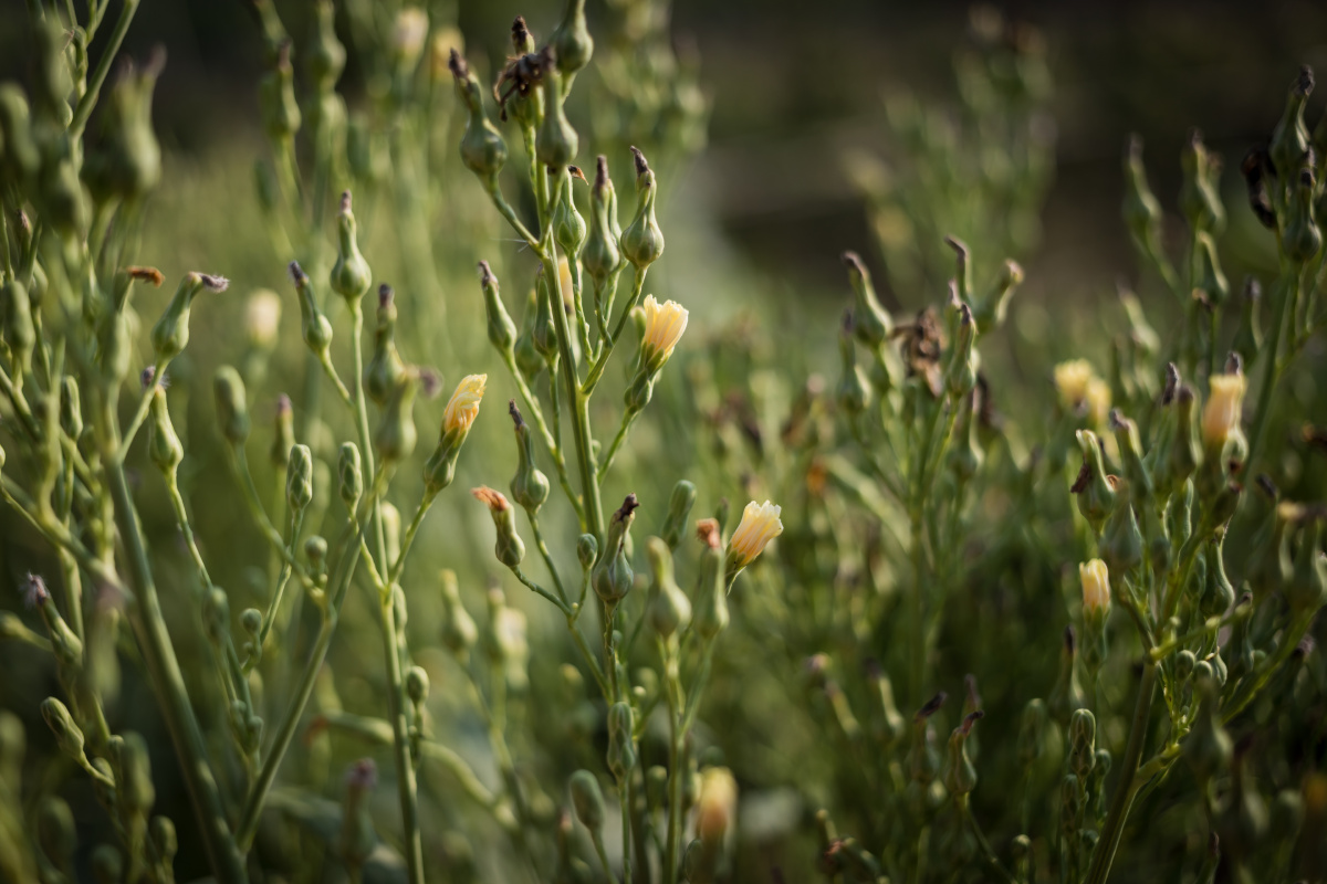 油麦菜花 - 古川风 - 图虫
