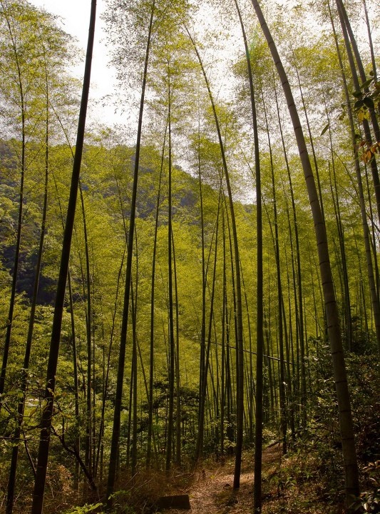 毛竹-权当是树了 br />