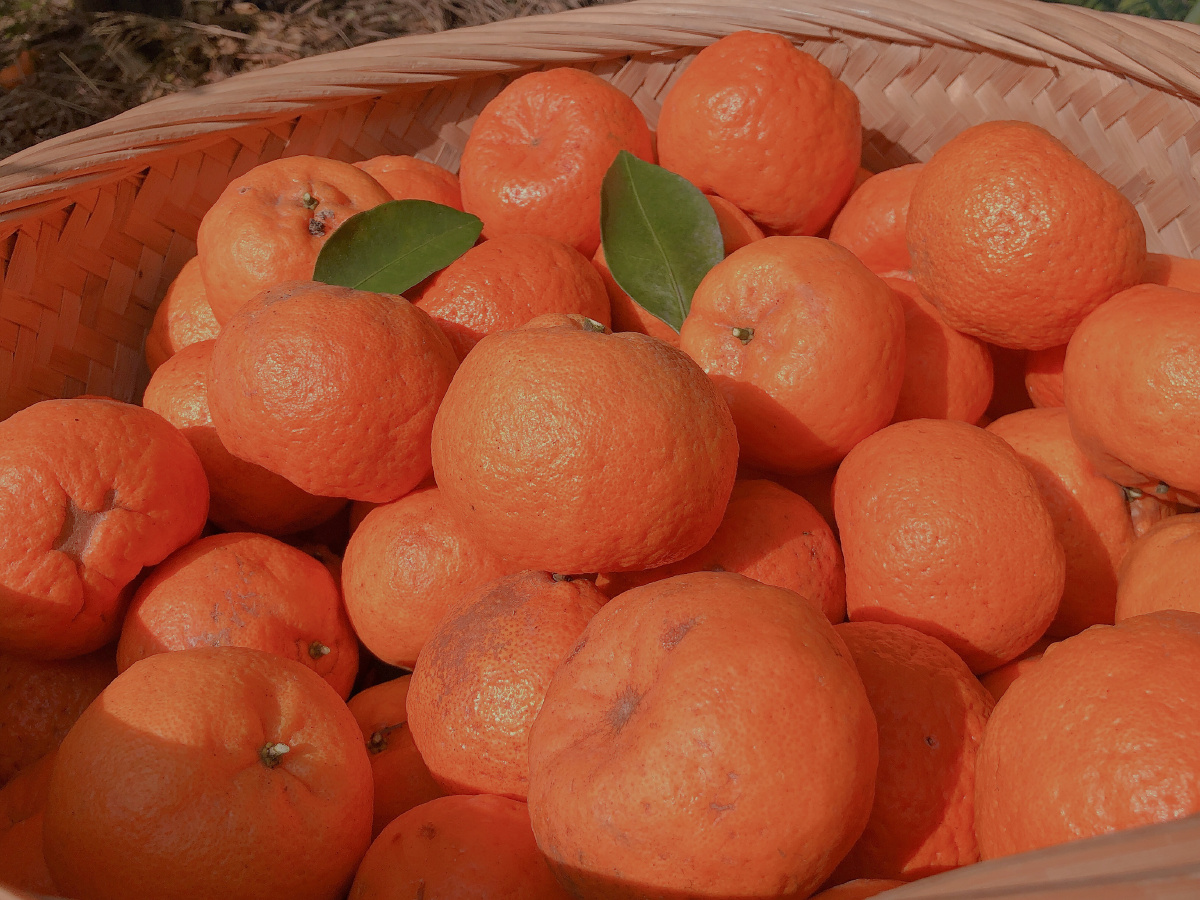 跟我做朋友我偷水果养你06