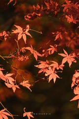 4080E09E-3843-40D4-8469-88A95ECD0C95/L0/001