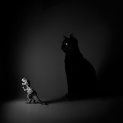 Shadow
