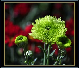 DSC_0427.jpg