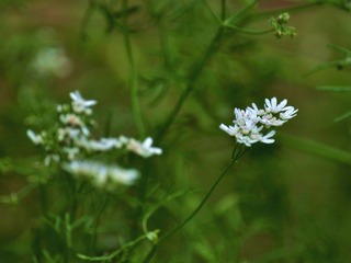 DSC_0085.jpg