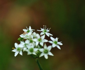DSC_0125.jpg