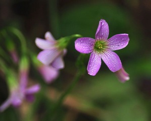 DSC_0142.jpg