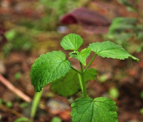DSC_0144.jpg