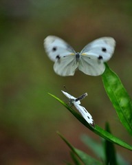 DSC_0235.jpg