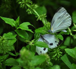 DSC_0257.jpg