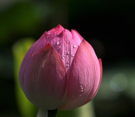 DSC_0124.jpg