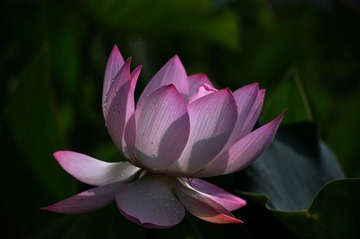 DSC_0135.jpg