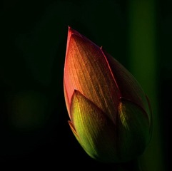 DSC_0147.jpg