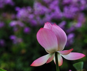 DSC_0067.jpg