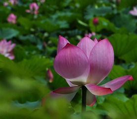 DSC_0069.jpg