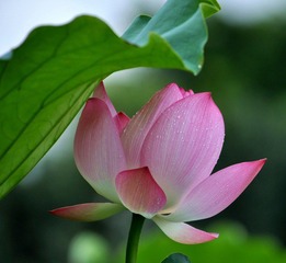 DSC_0035.jpg