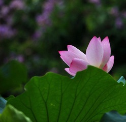 DSC_0043.jpg
