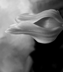 花芯.jpg
