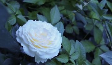457FE83C-B5B5-4D50-9769-11376F185440/L0/001