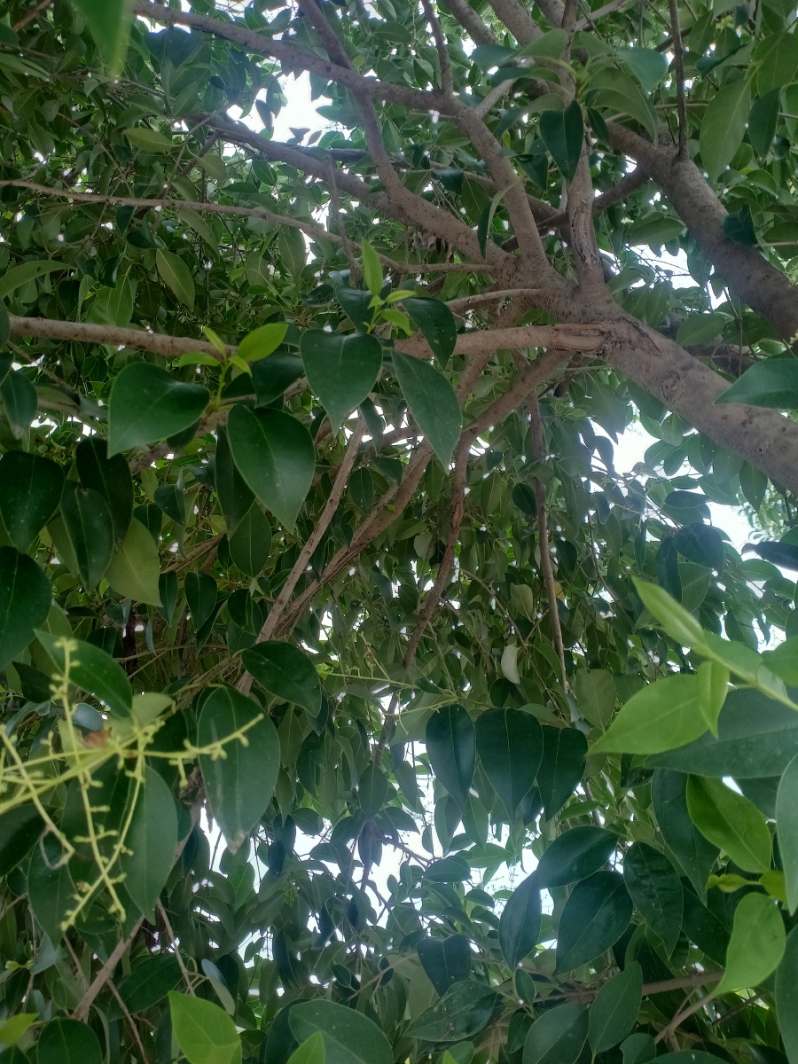 农村还未成熟的柿子树 - 呦嘿海绵宝宝 - 图虫