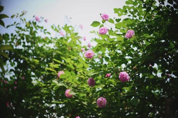 D05CC709-2774-484D-9688-35FD33E68327/L0/001