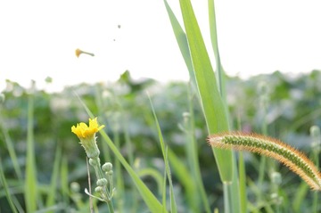草 花