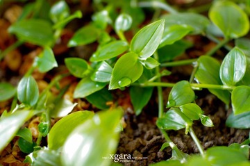 植物