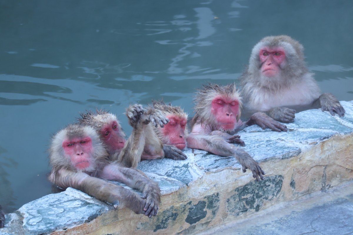 一群猴泡温泉