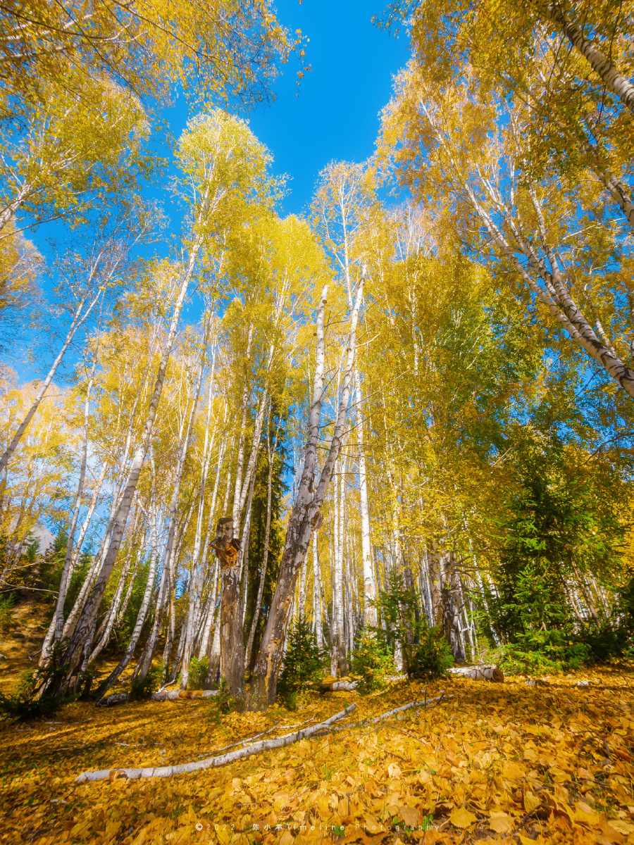 轻风吹拂,金秋的落叶洒满白桦林 (图|新疆·禾木) ​​​​ -