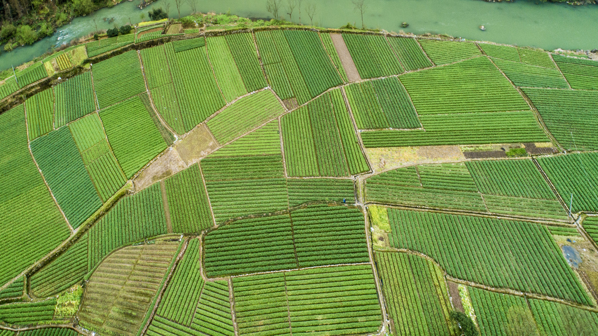 浙江绿化花卉价格多少