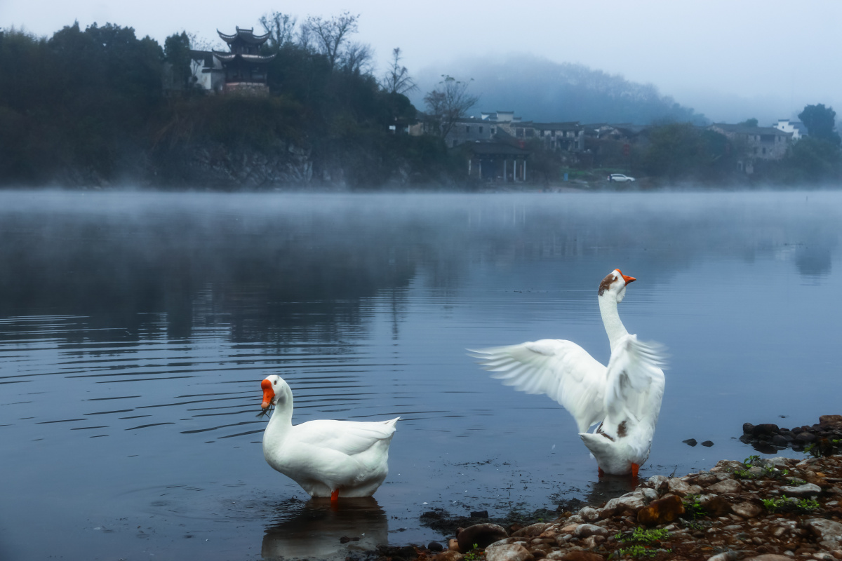 朦胧的清晨,雾气缭绕,在桃花潭自由觅食的大鹅.