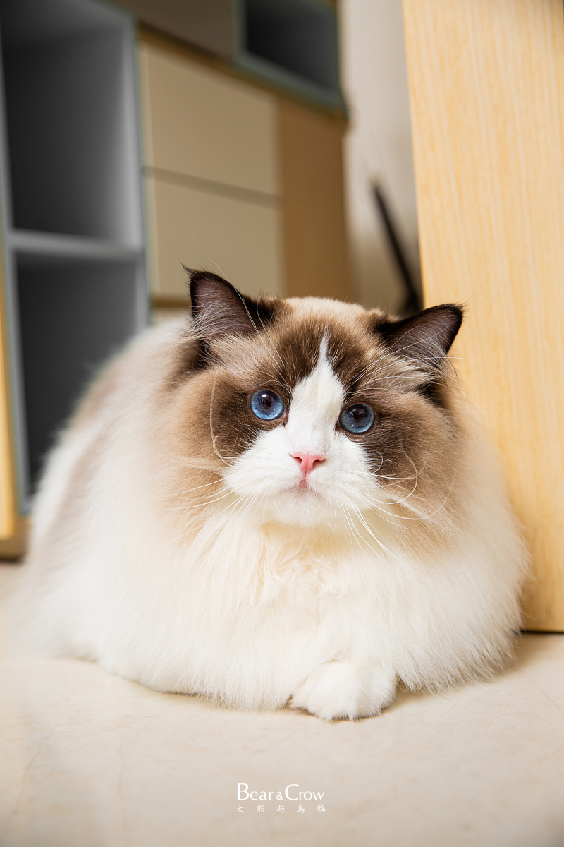 大熊与乌鸦宠物摄影一只12斤的布偶猫