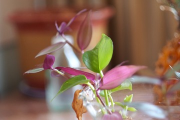 P5230270