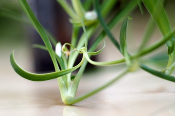 P5230273