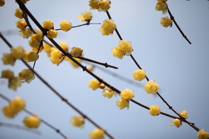 世纪公园腊梅<br />
