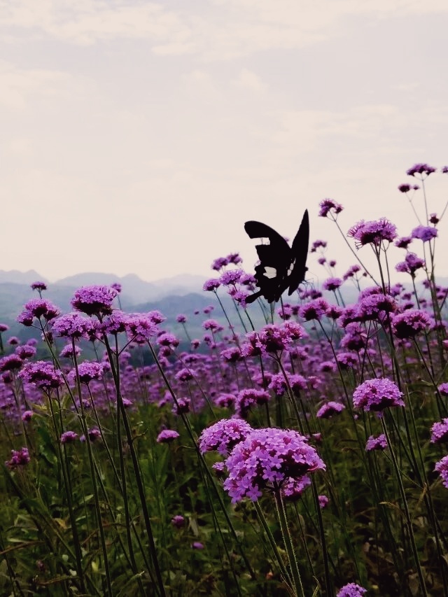 花海蝴蝶